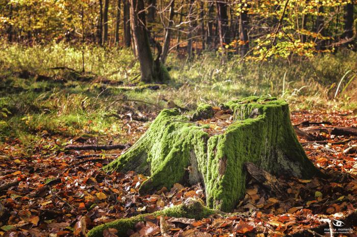 matena moments / Natur