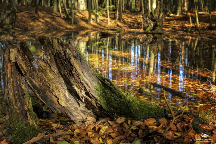 matena moments / Natur