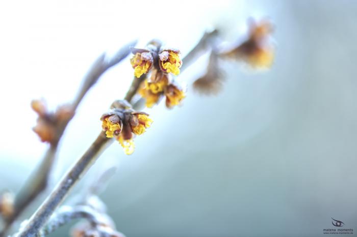 matena moments / Natur