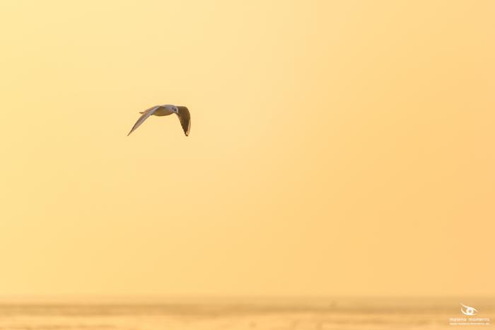 matena moments / Bremen