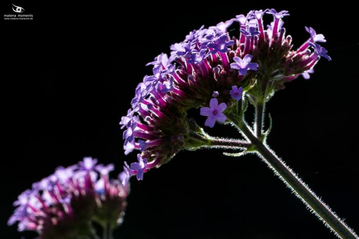 matena moments / Eberswalde