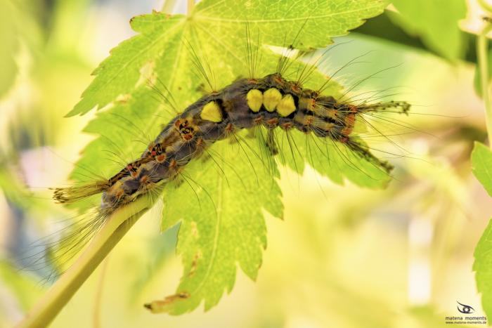 matena moments / Eberswalde