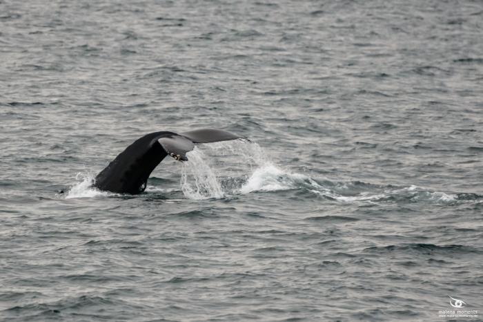 matena moments / Island