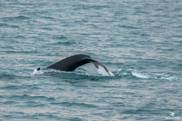 matena moments / Island