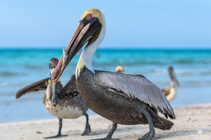 matena moments / Kuba