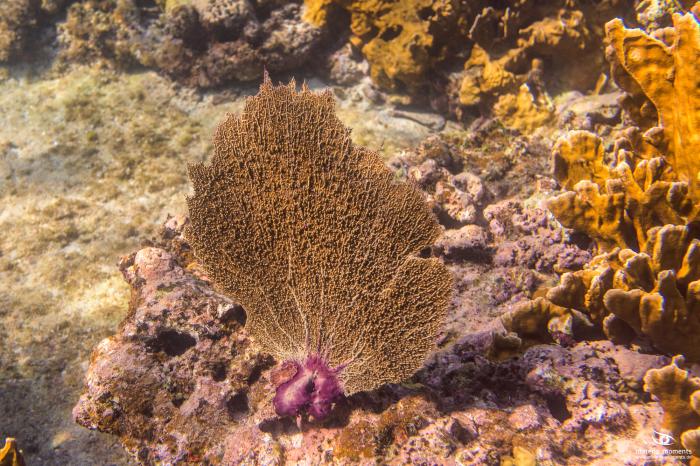 matena moments / Kuba