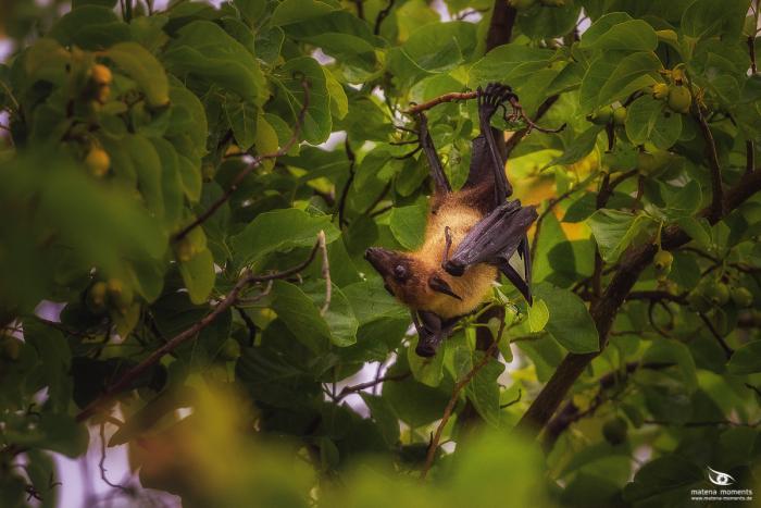 matena moments / Malediven