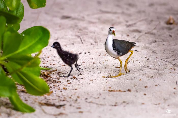 matena moments / Malediven