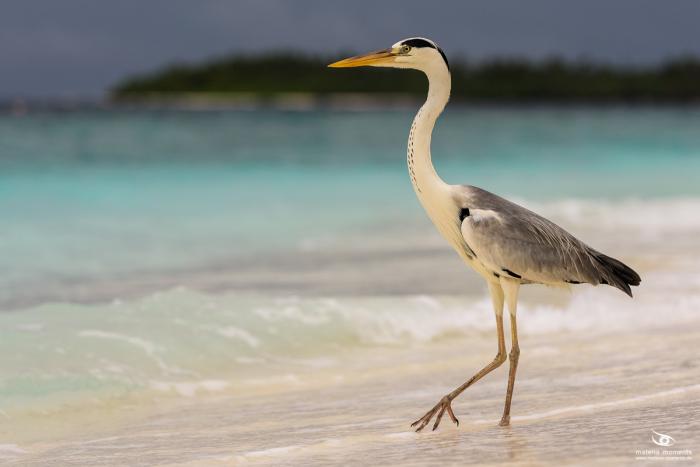 matena moments / Malediven