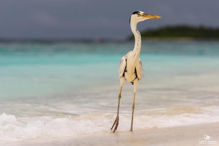 matena moments / Malediven