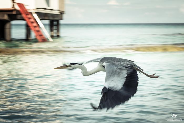 matena moments / Malediven