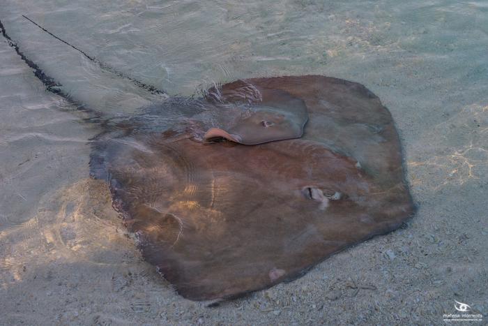 matena moments / Malediven