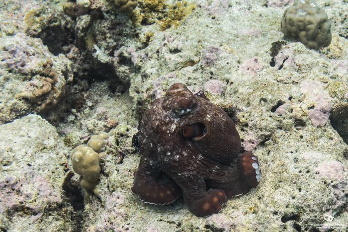 matena moments / Malediven