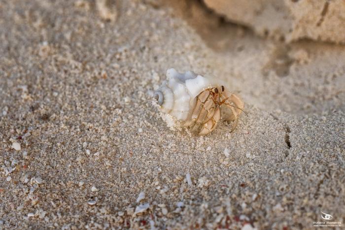 matena moments / Malediven