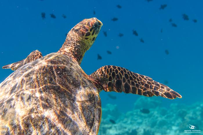 matena moments / Malediven