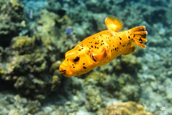 matena moments / Malediven