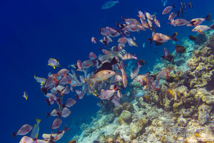 matena moments / Malediven