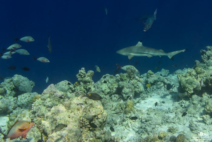 matena moments / Malediven