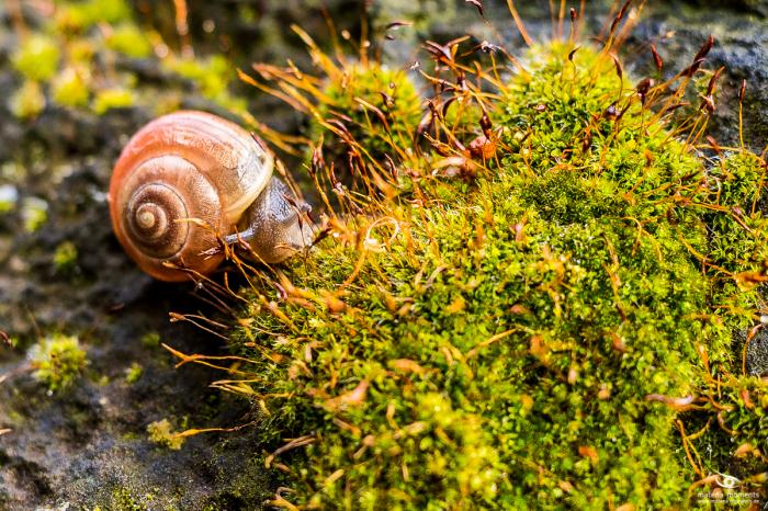 matena moments / Natur