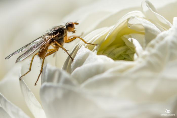 matena moments / Natur