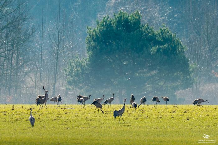 matena moments / Natur