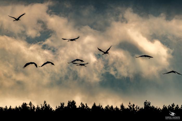 matena moments / Natur