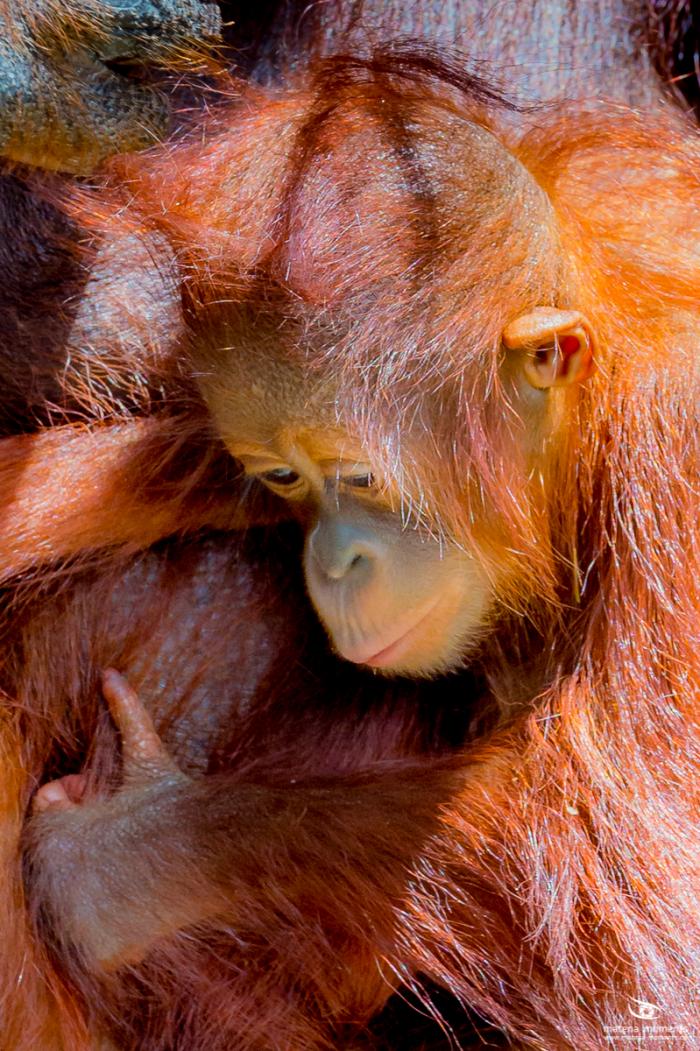 matena moments / Singapur