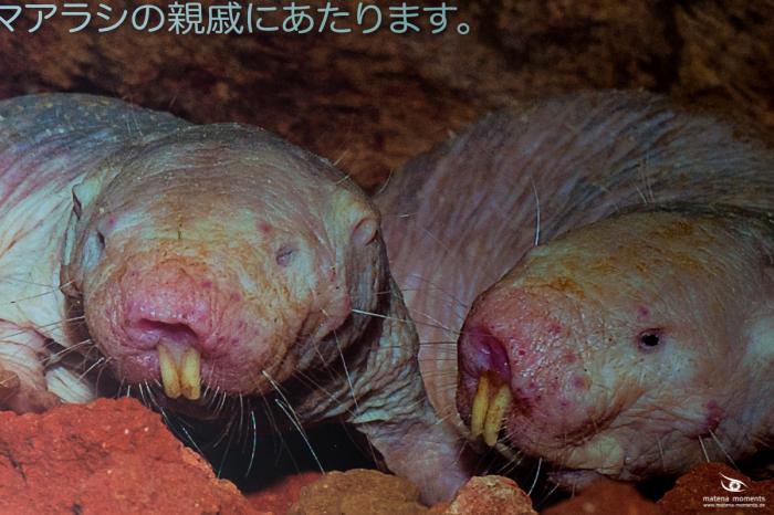 matena moments / Singapur