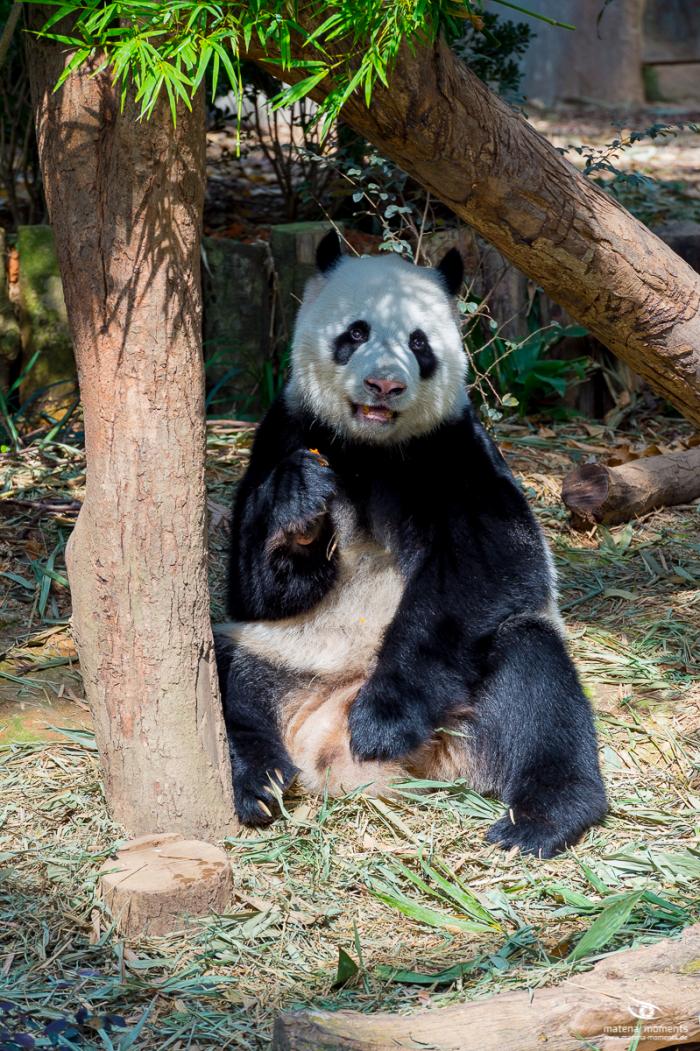 matena moments / Singapur