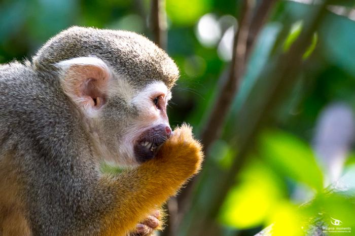 matena moments / Singapur