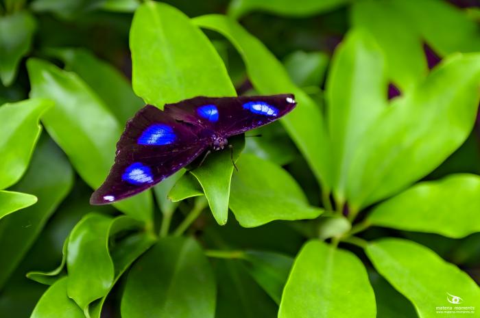 matena moments / Vietnam