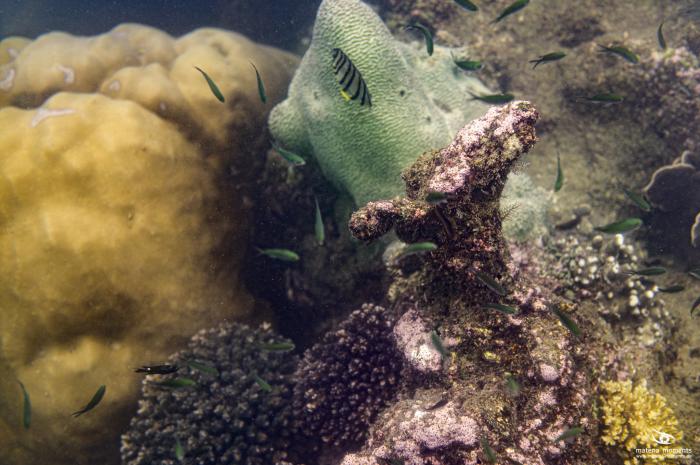 matena moments / Vietnam