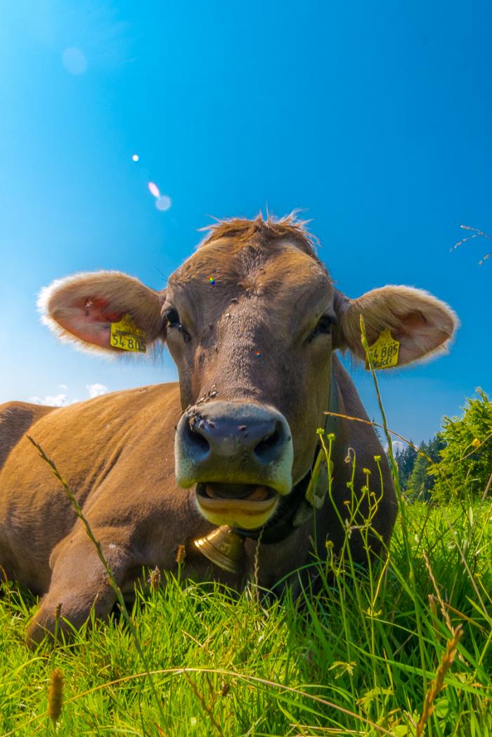 matena moments / Allg�u