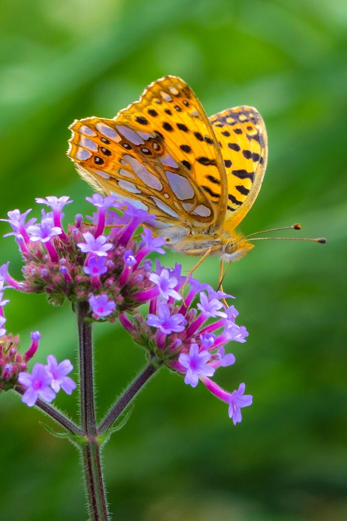 matena moments / Natur